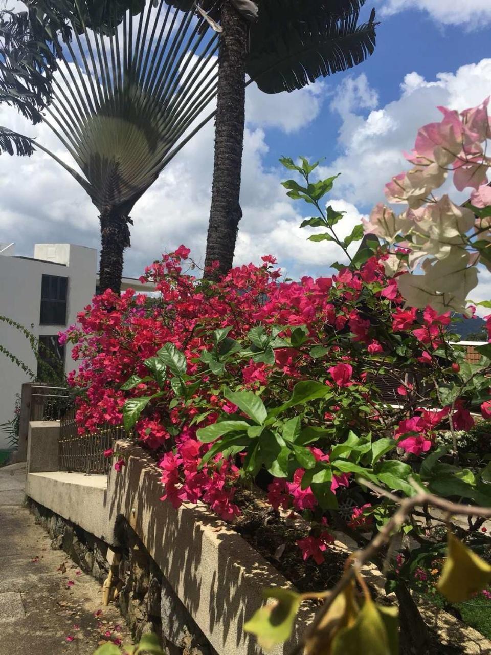 Patong Heights Otel Dış mekan fotoğraf Bougainvillea