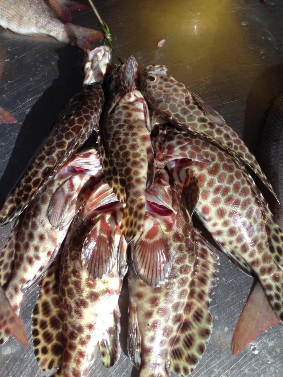 Patong Heights Otel Dış mekan fotoğraf A catch of grouper